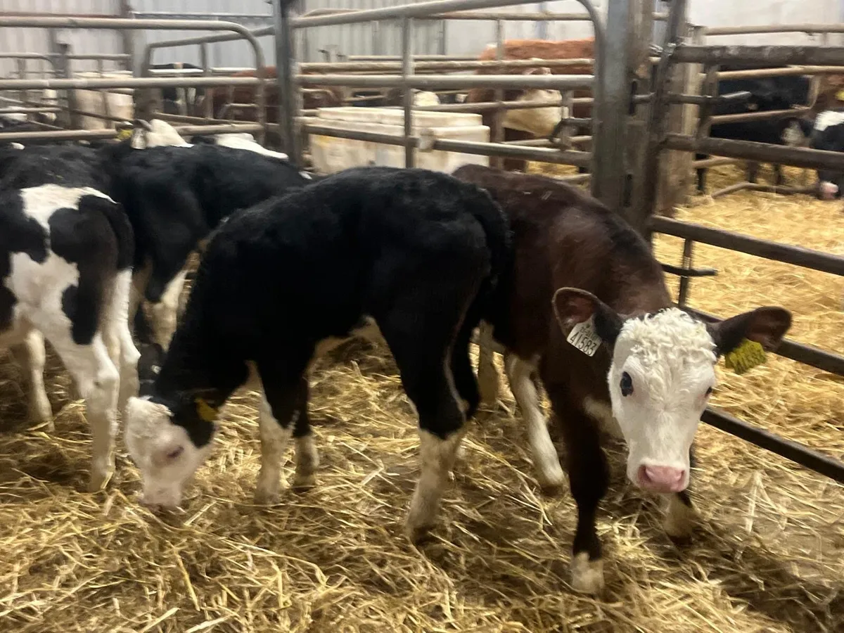 9 reared Hereford heifers - Image 4