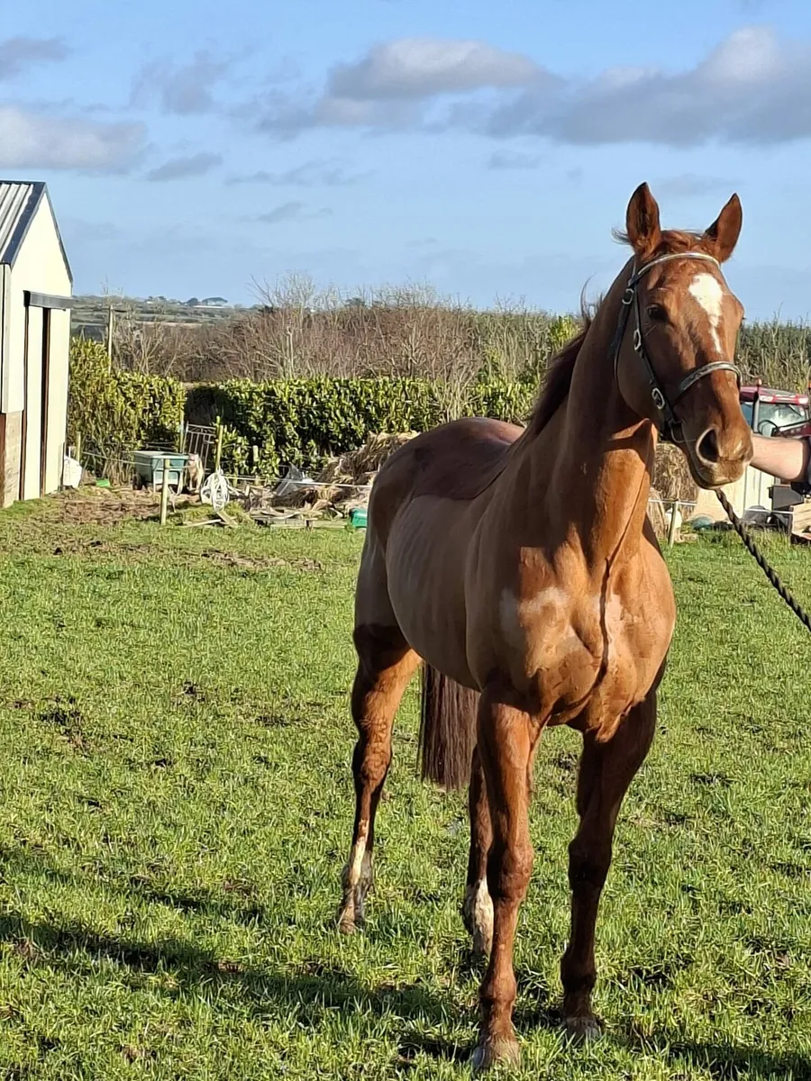 Tb broodmare - Image 2