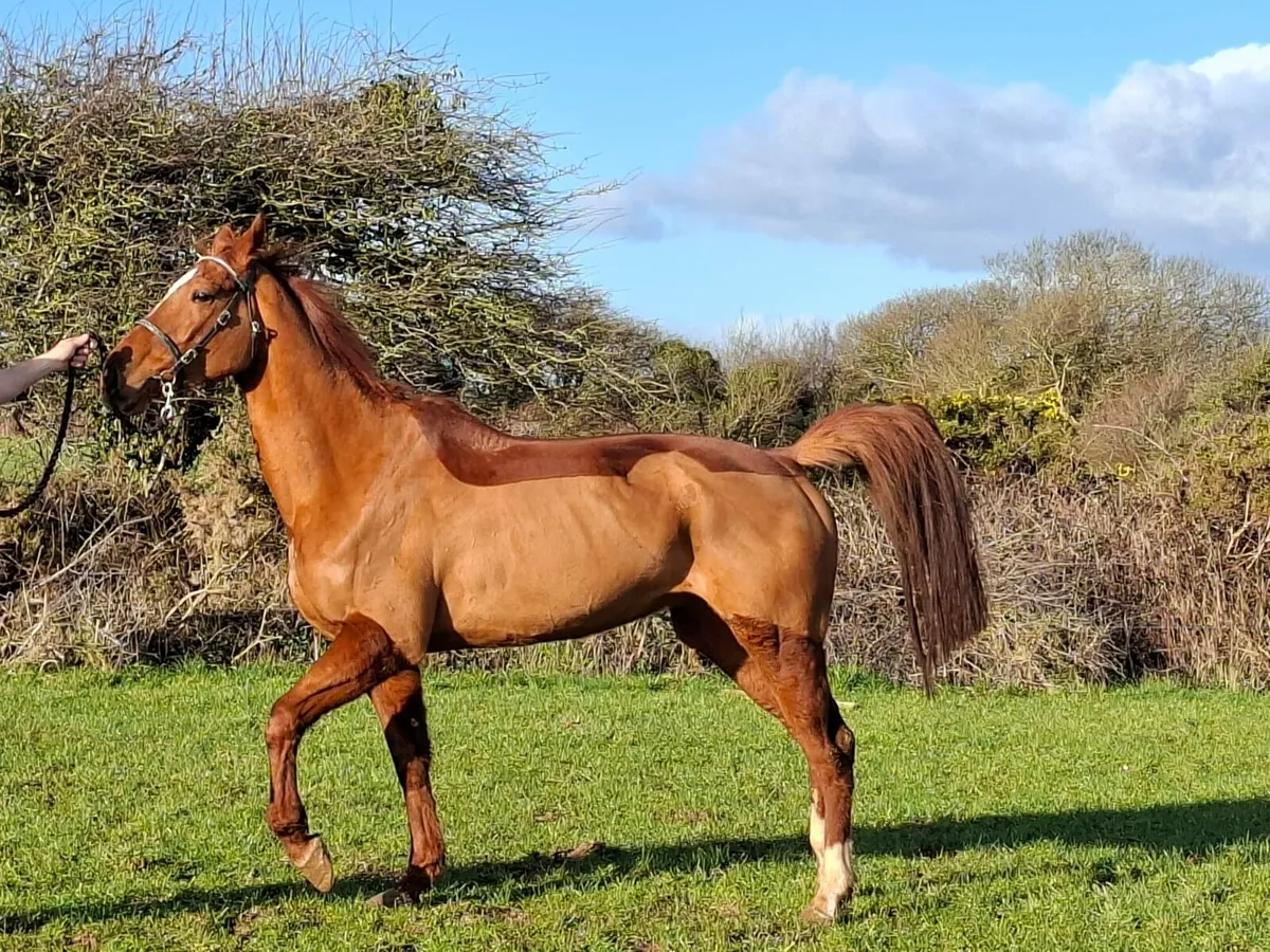 Tb broodmare - Image 3