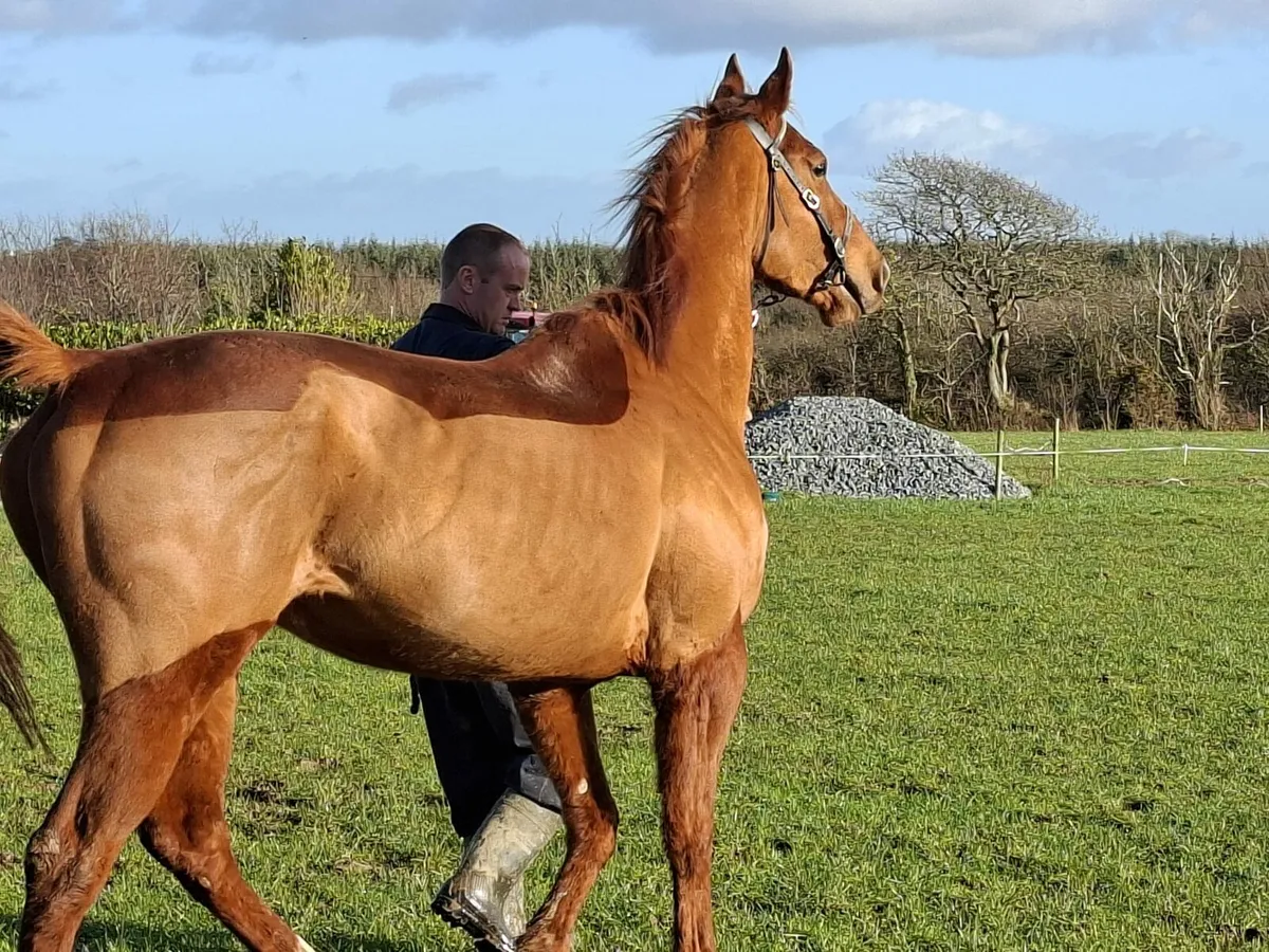 Tb broodmare - Image 4