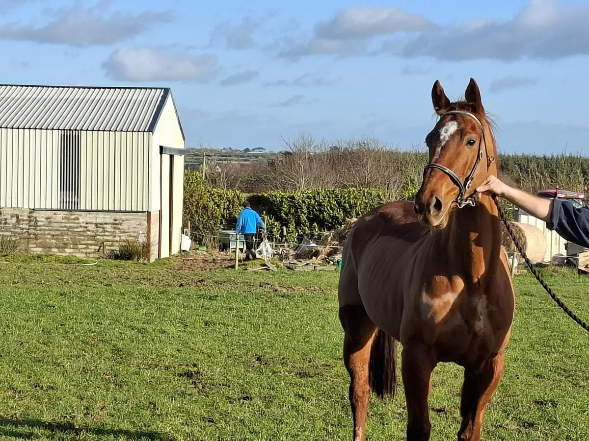 Tb broodmare - Image 1