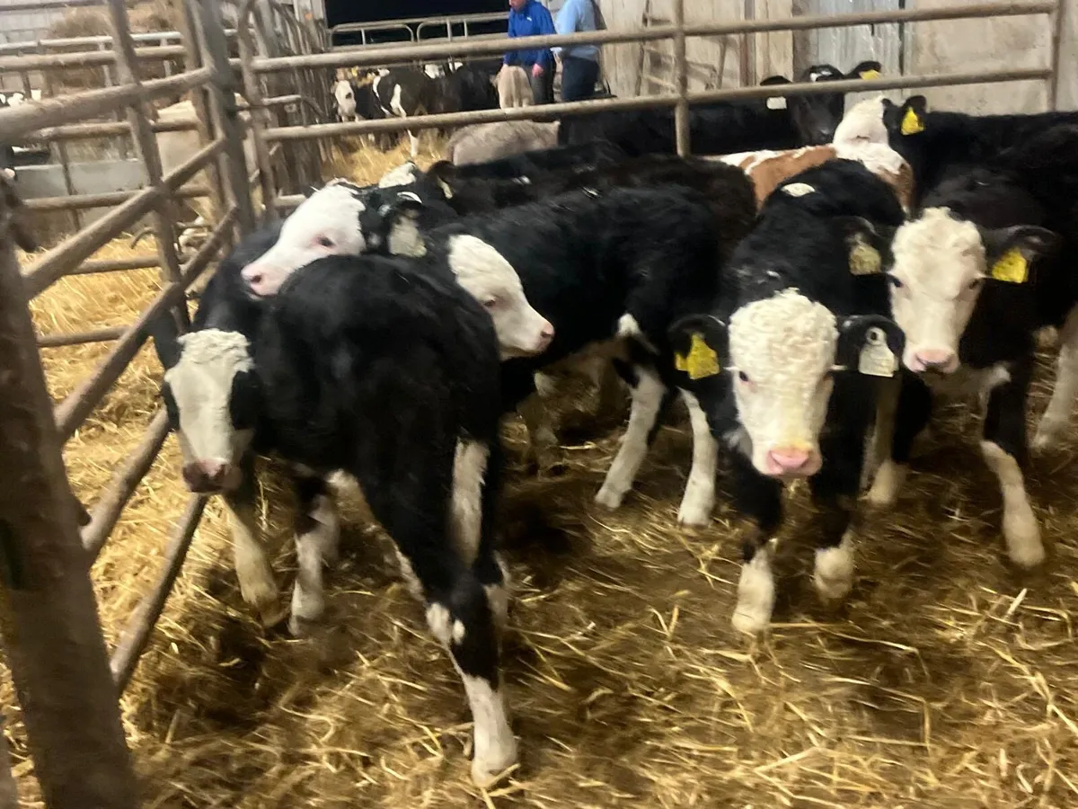 9 super strong Hereford bulls - Image 3