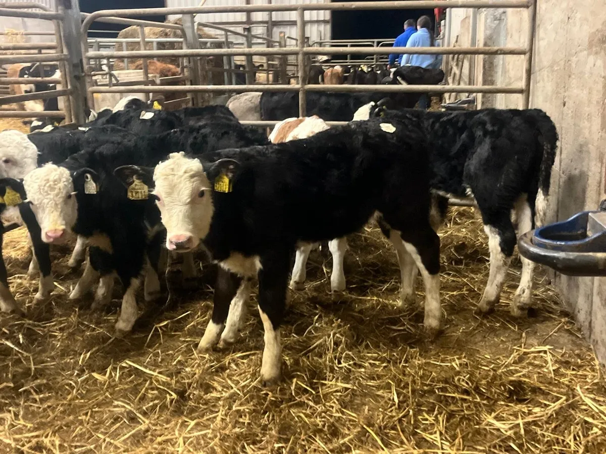 9 super strong Hereford bulls - Image 1