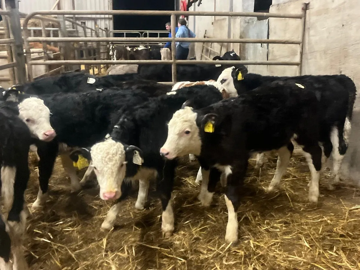 9 super strong Hereford bulls - Image 2