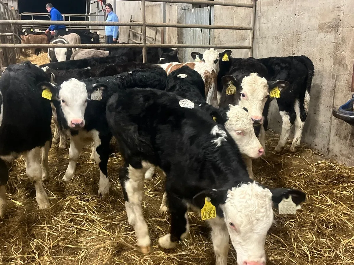 9 super strong Hereford bulls - Image 4