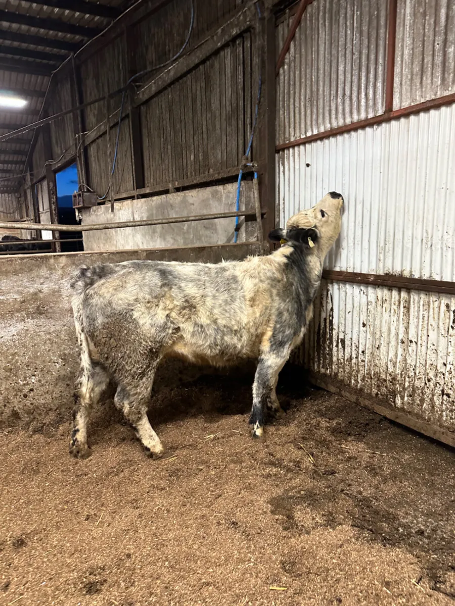 Blue grey springer - Image 4