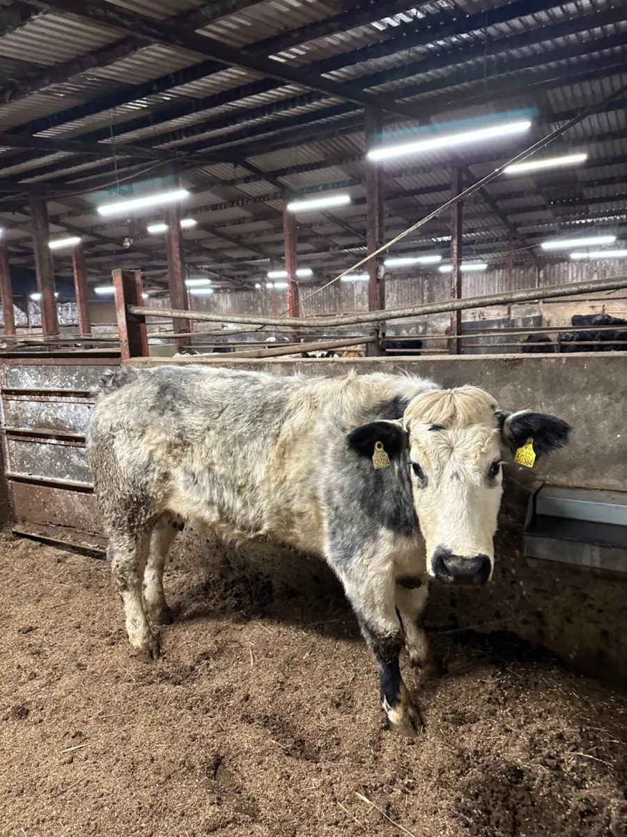 Blue grey springer - Image 1