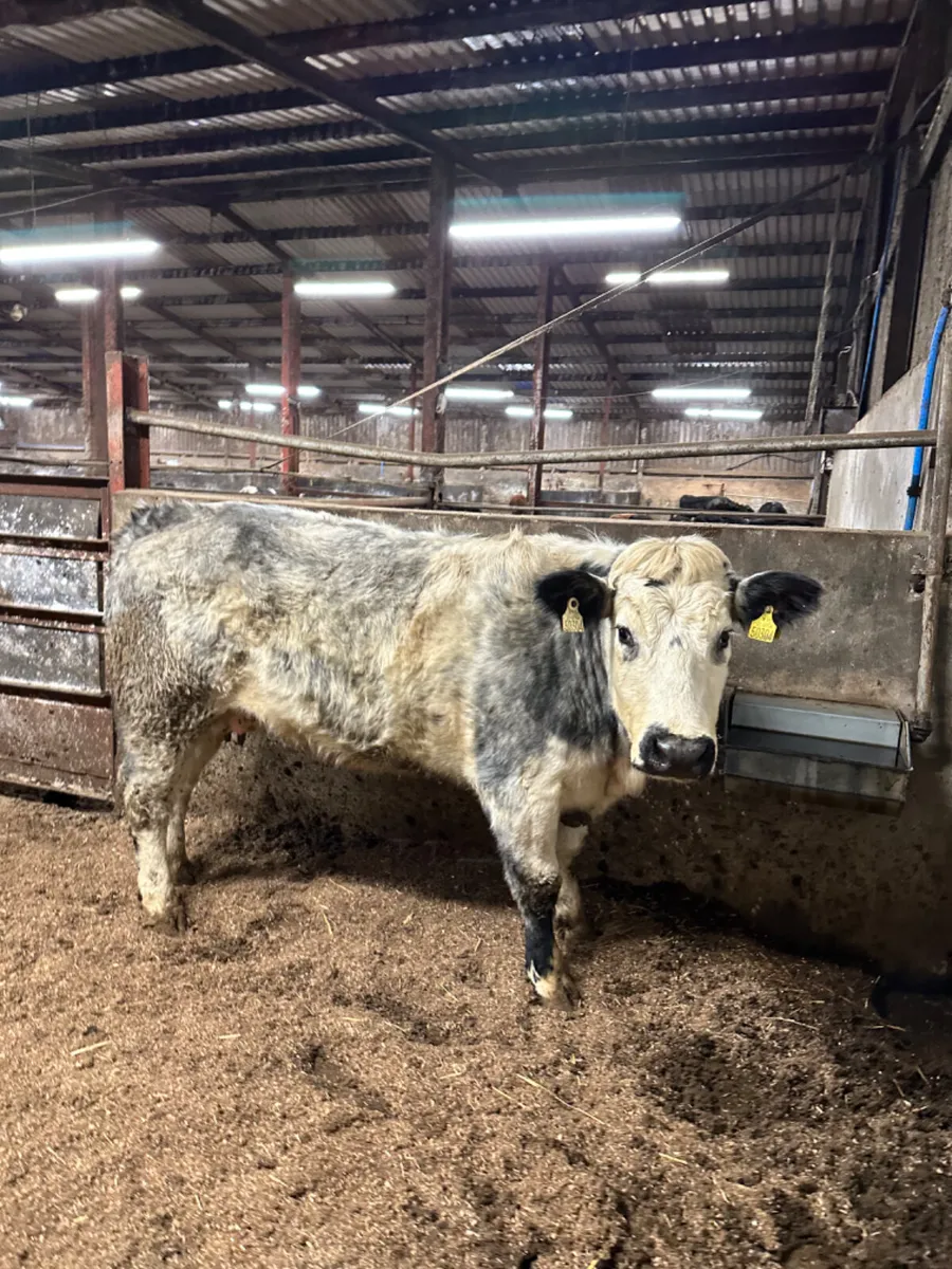 Blue grey springer - Image 2