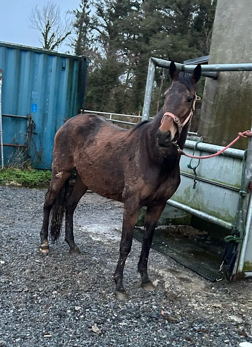 4 years old mare - Image 1