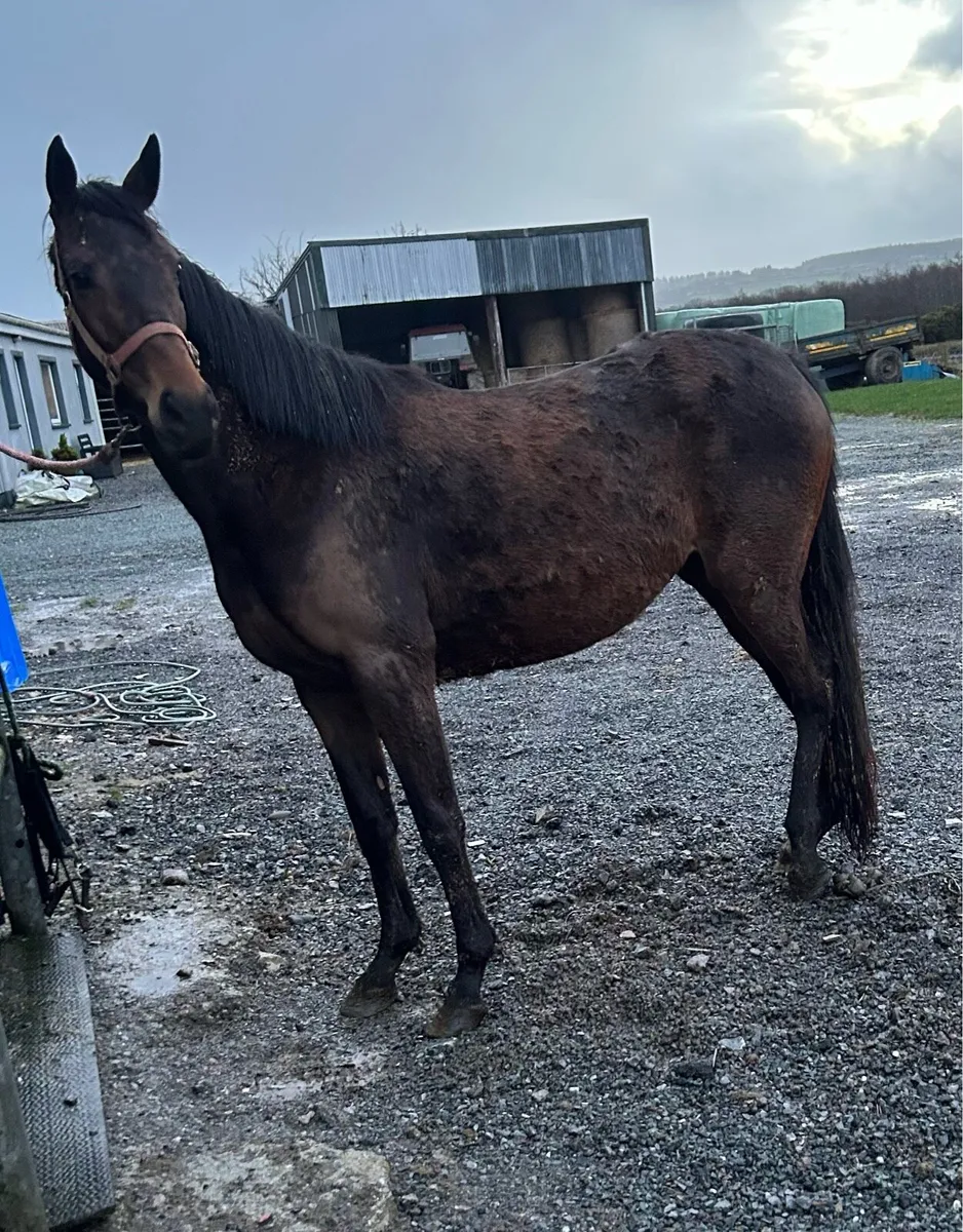 4 years old mare - Image 2