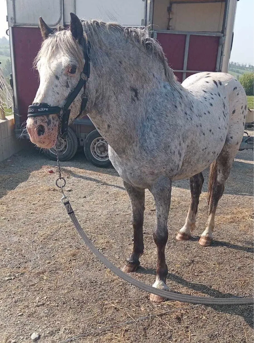 4 years old mare - Image 3