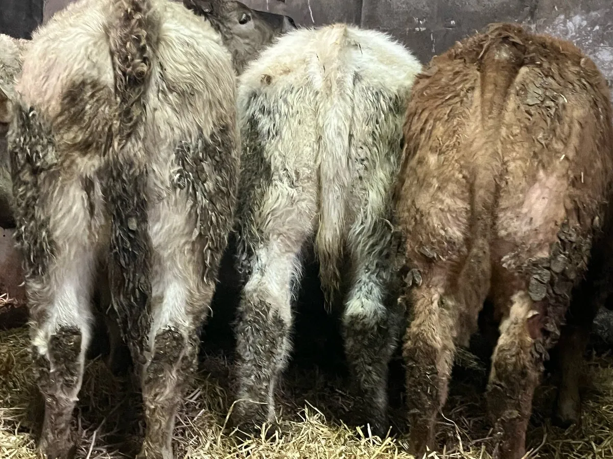 Eight Heifer Weanlings - Image 3