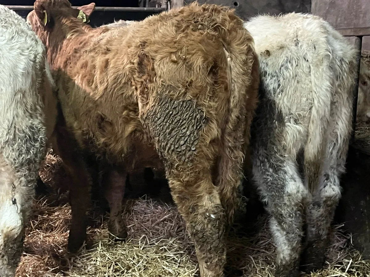 Eight Heifer Weanlings - Image 4