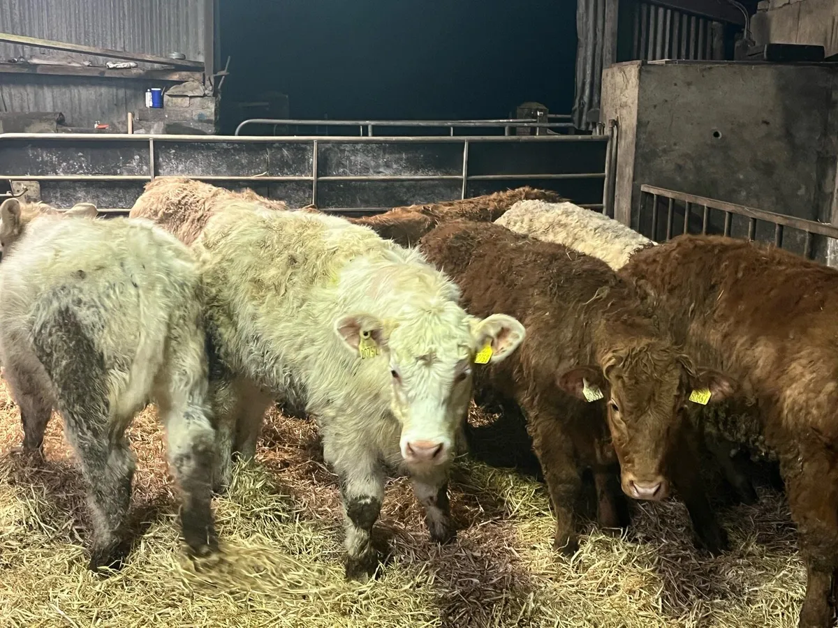 Eight Heifer Weanlings - Image 1