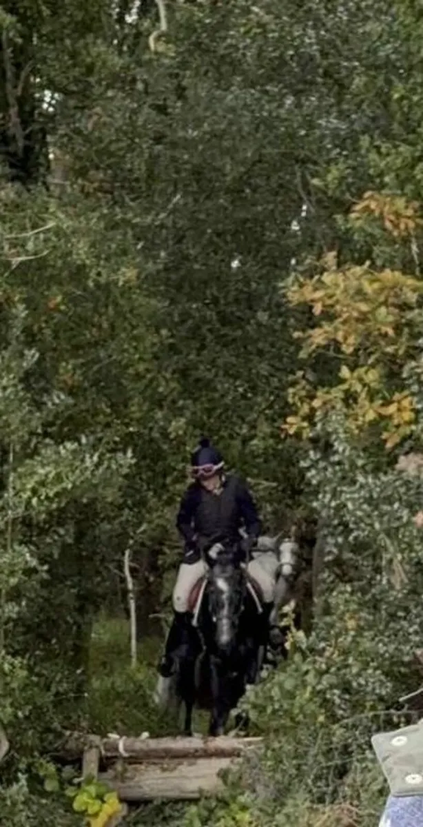 Connemara pony - Image 1