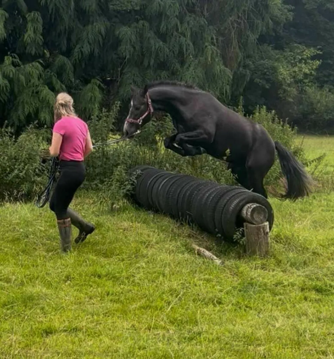 Connemara pony - Image 3