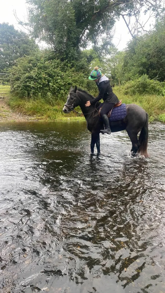 Connemara pony - Image 4
