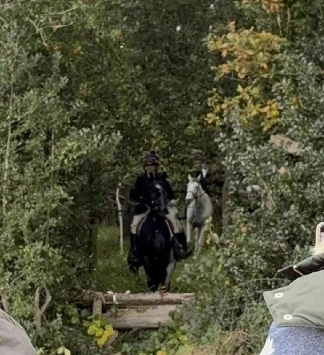 Connemara pony - Image 2