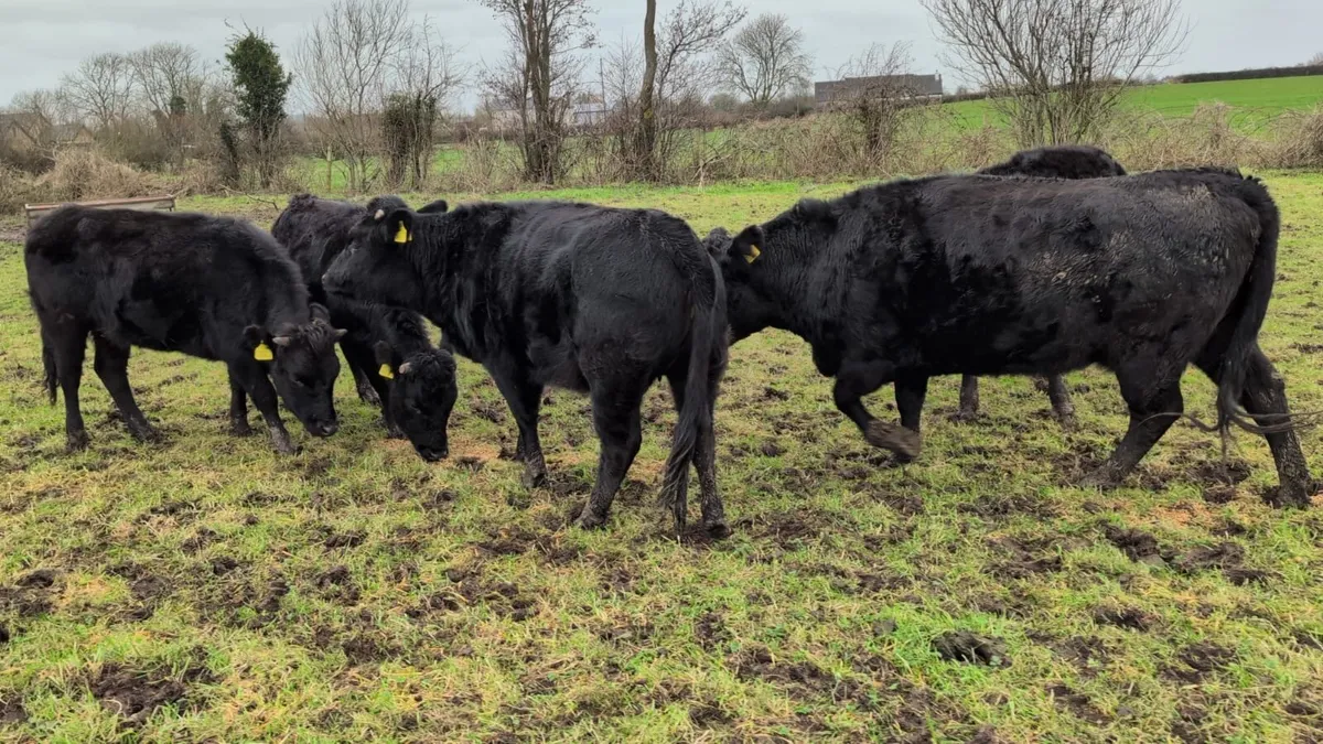 Dexter Bulling Heifers PBR - Image 1