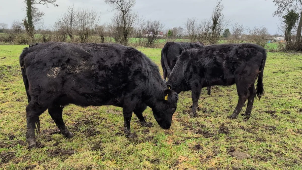 Dexter Bulling Heifers PBR - Image 3