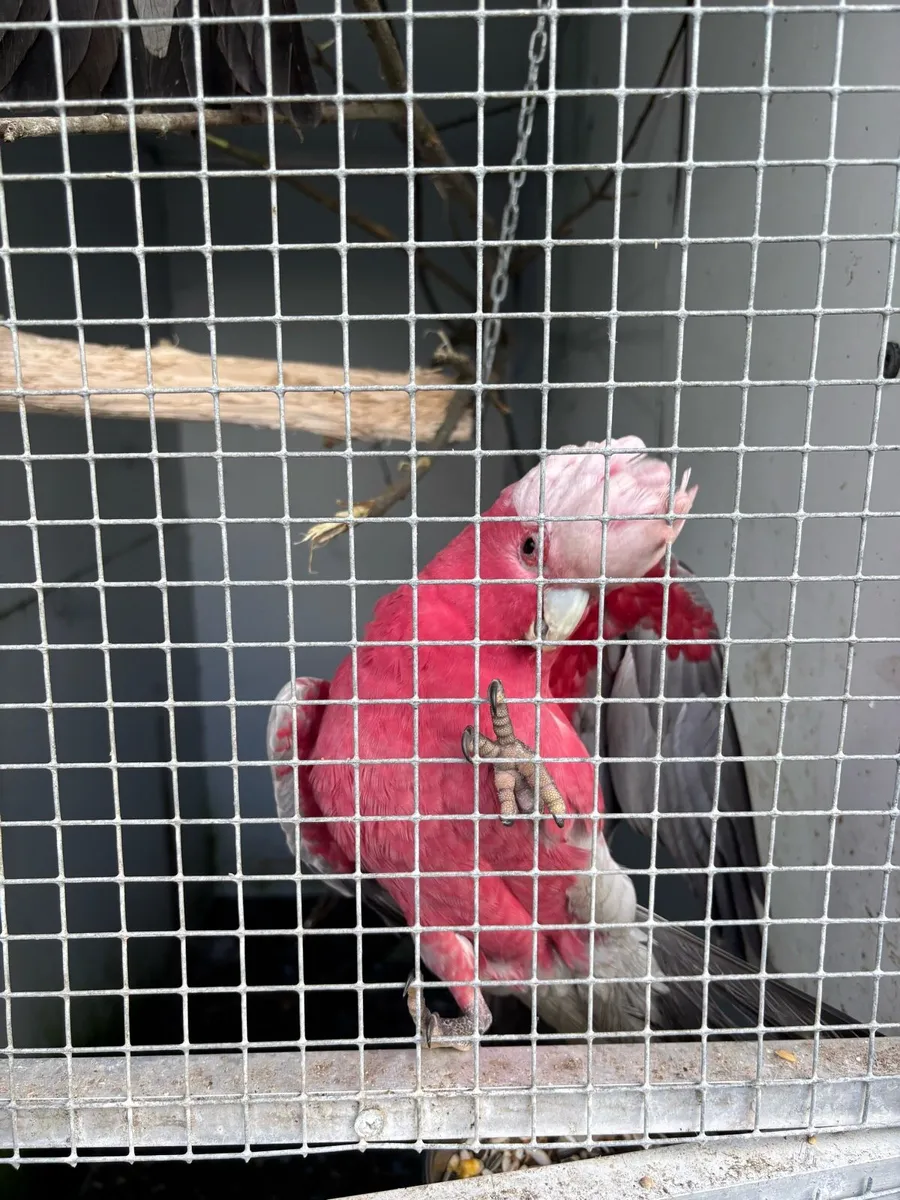 Galah - Image 2