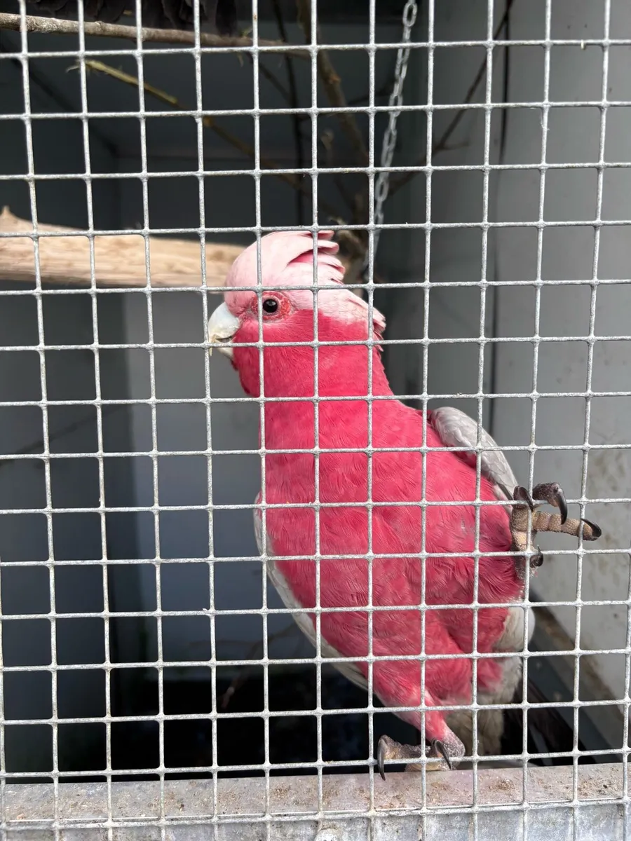 Galah - Image 1