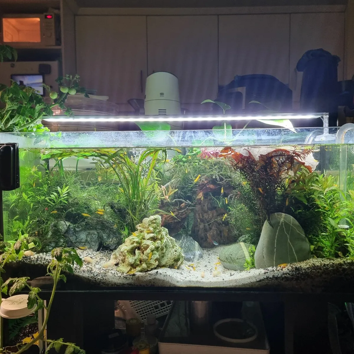 Fish tank rimless aquarium, planted + fish +shrimp - Image 1