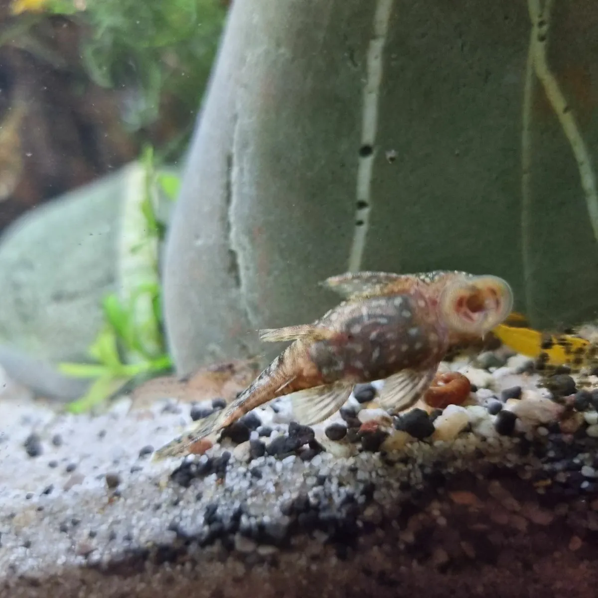 Fish tank rimless aquarium, planted + fish +shrimp - Image 2