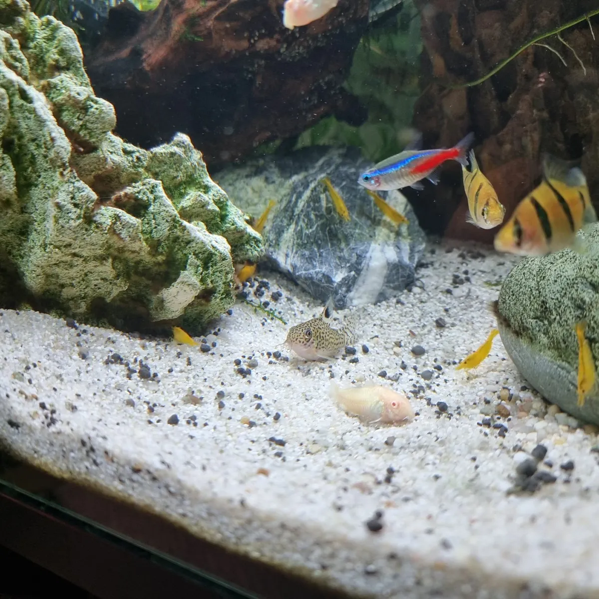 Fish tank rimless aquarium, planted + fish +shrimp - Image 4