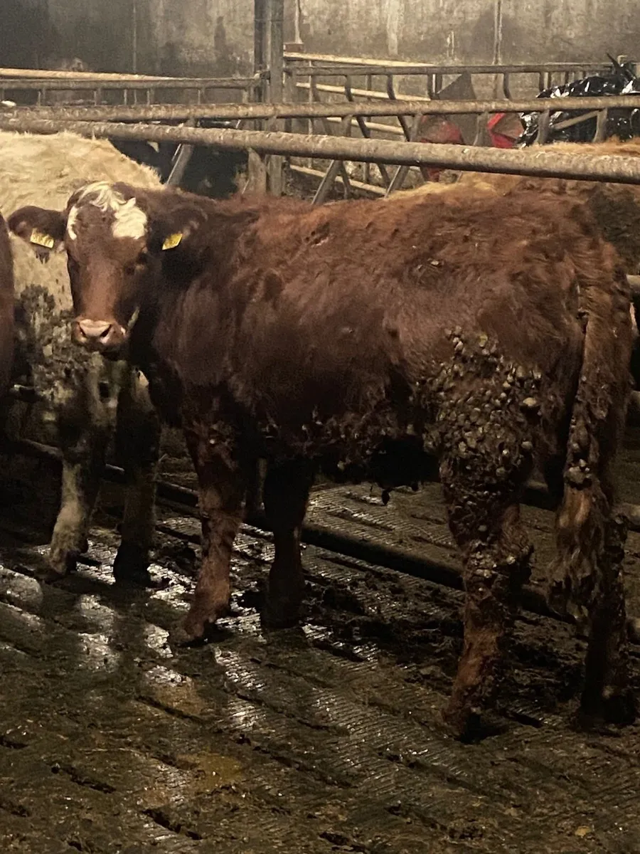 ⭐️10 super u grade heifers⭐️ - Image 2