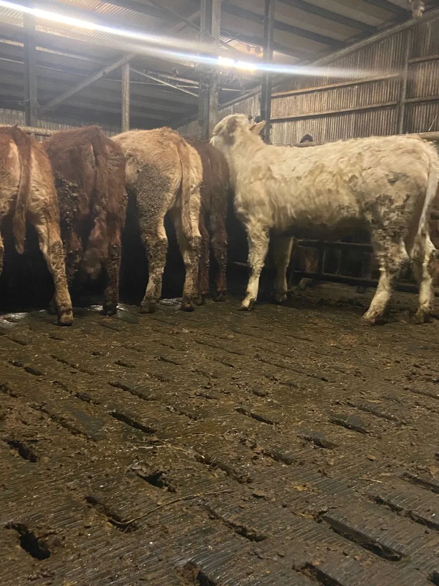 ⭐️10 super u grade heifers⭐️ - Image 4