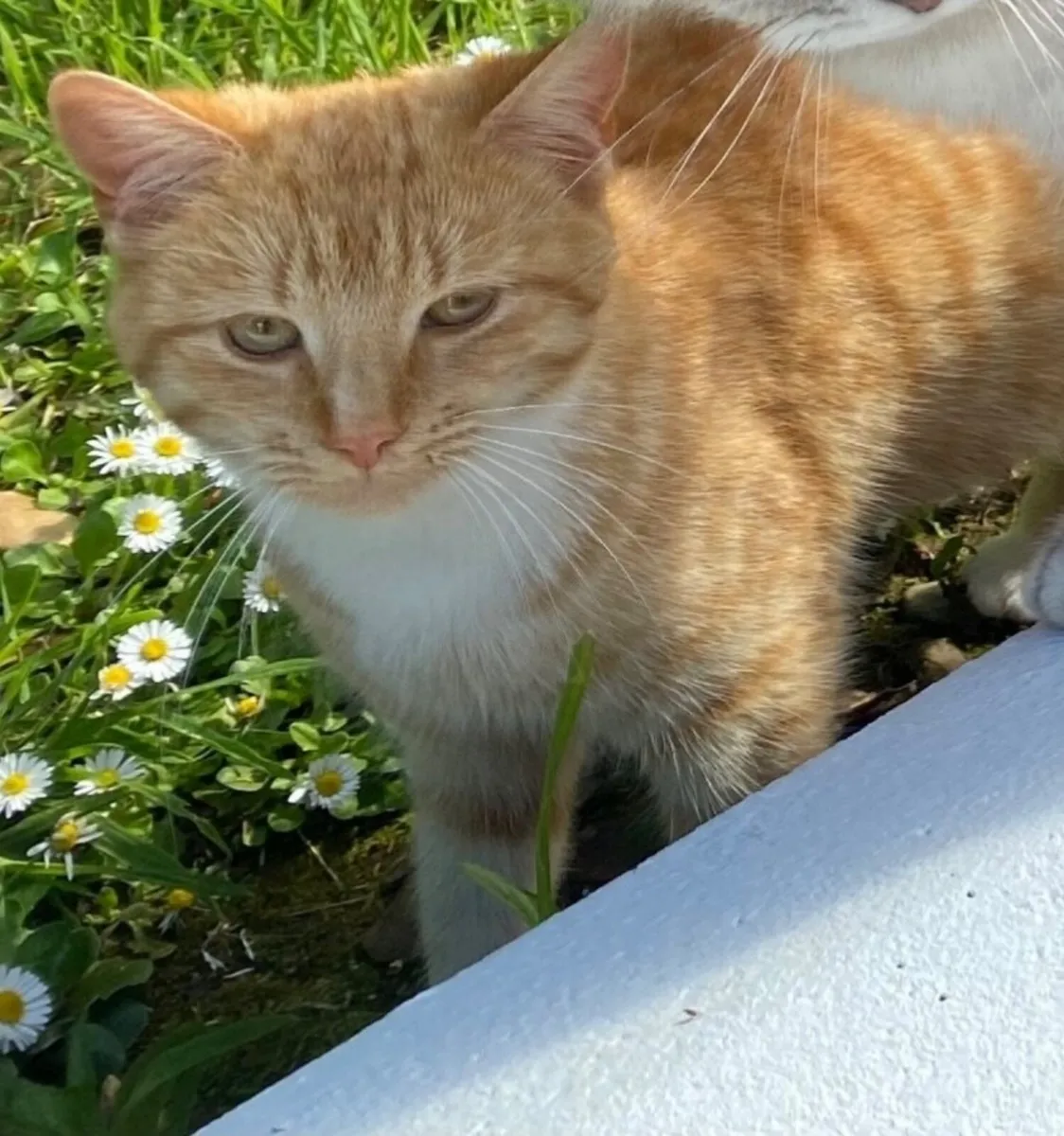 Ginger female cat free to good home - Image 1
