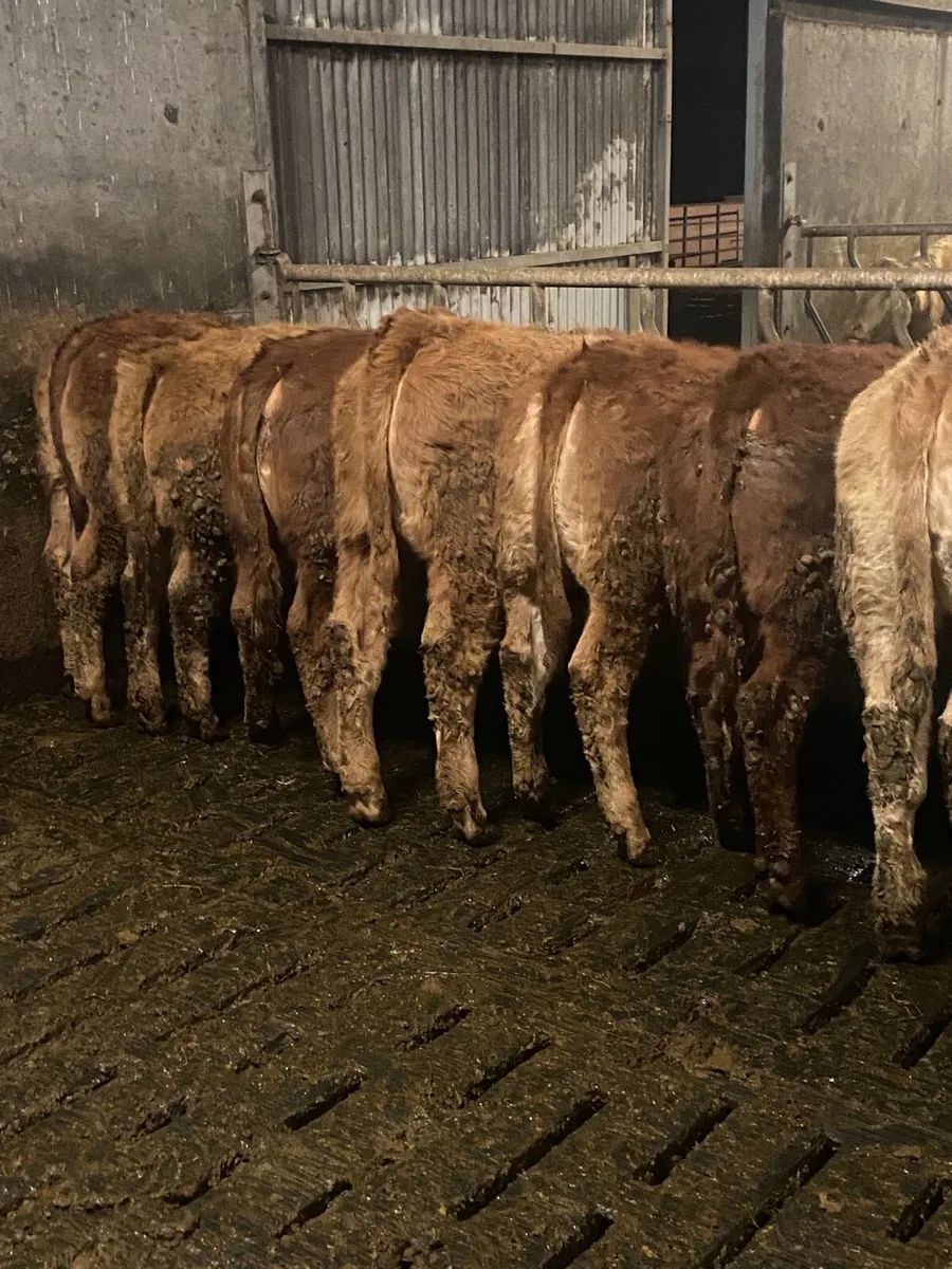 ⭐️10 super u grade heifers⭐️ - Image 1