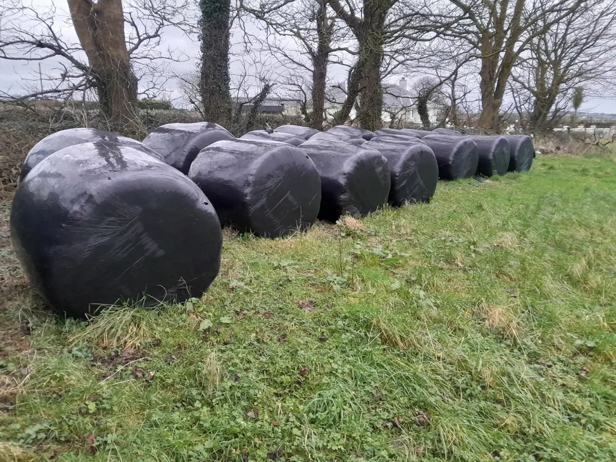 Organically certified silage - Image 1