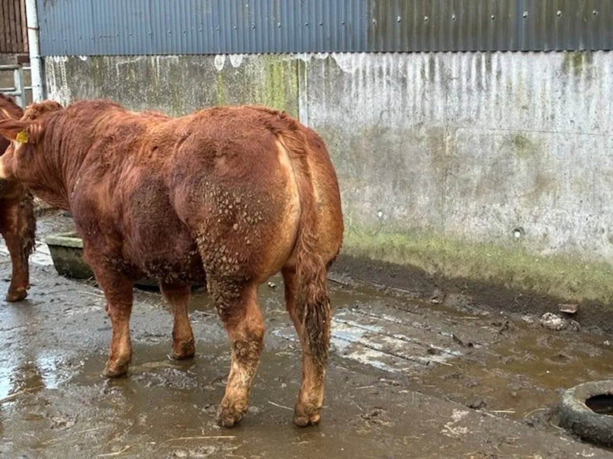 Limousin bull pedigree - Image 4