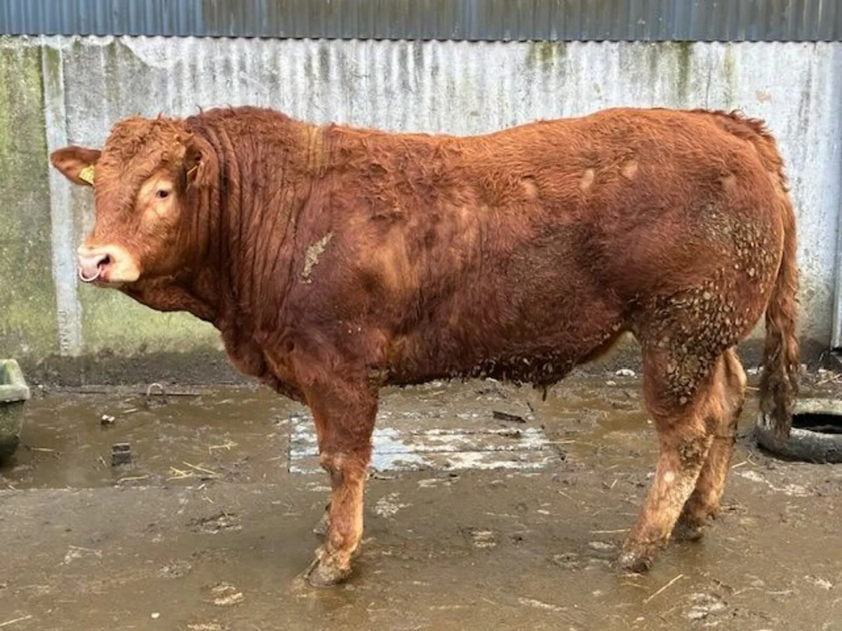 Limousin bull pedigree - Image 3