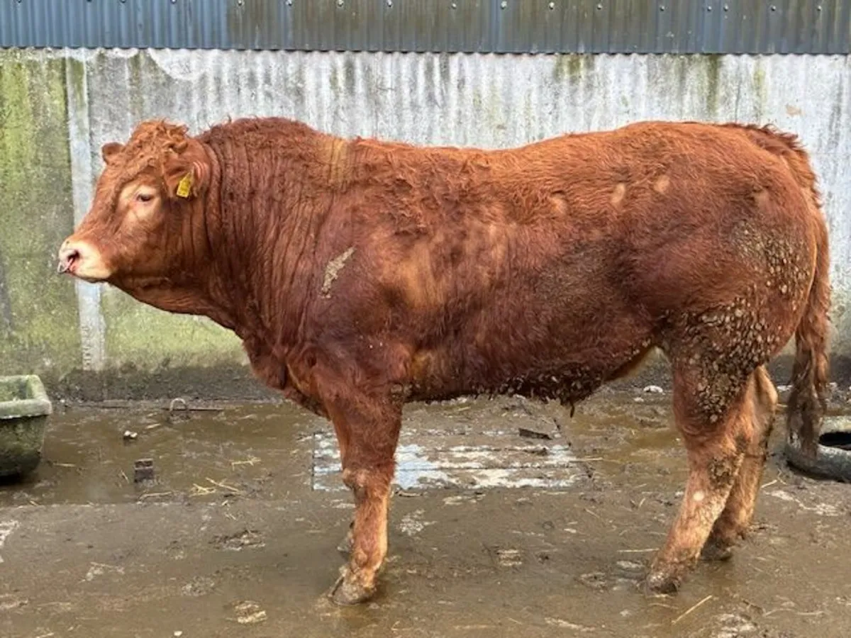 Limousin bull pedigree - Image 2