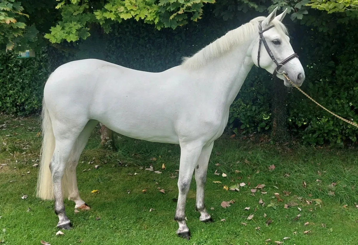 148 Connamara Pony - Image 1