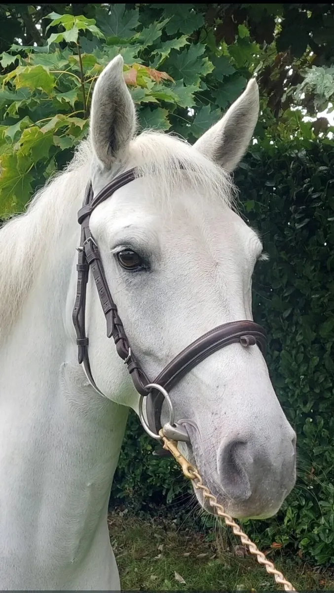 148 Connamara Pony - Image 2