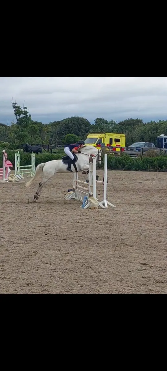 148 Connamara Pony - Image 3