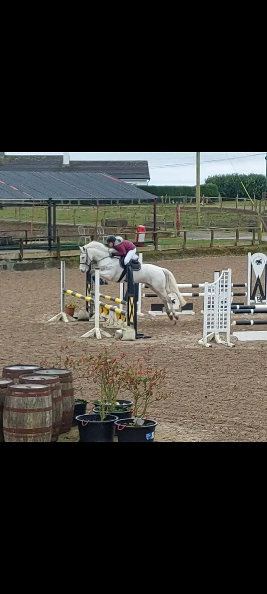 148 Connamara Pony - Image 4