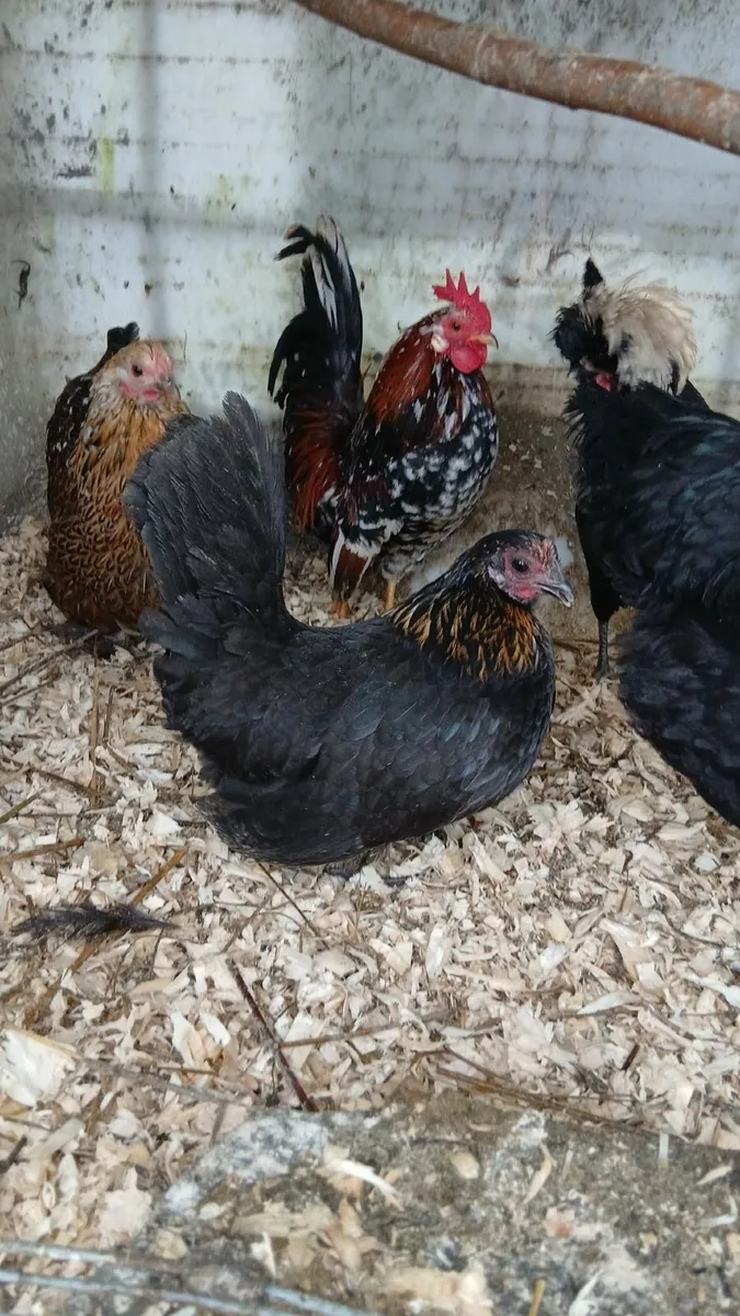 Bantam hatching eggs - Image 3
