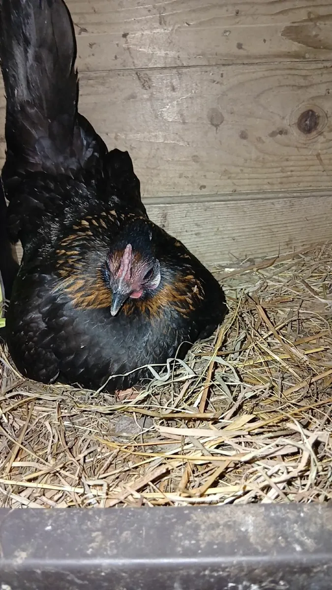 Bantam hatching eggs - Image 2