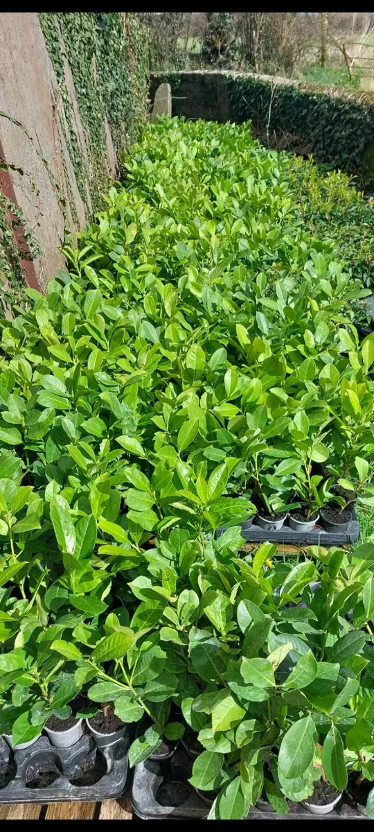 Laurel Hedging - Image 1