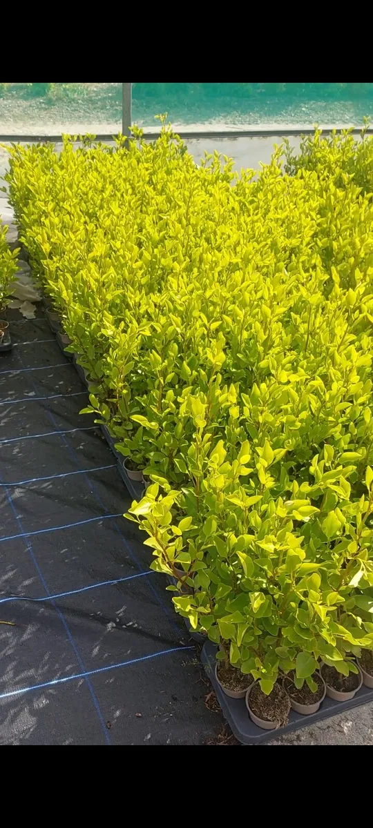 Griselinia Hedging - Image 2