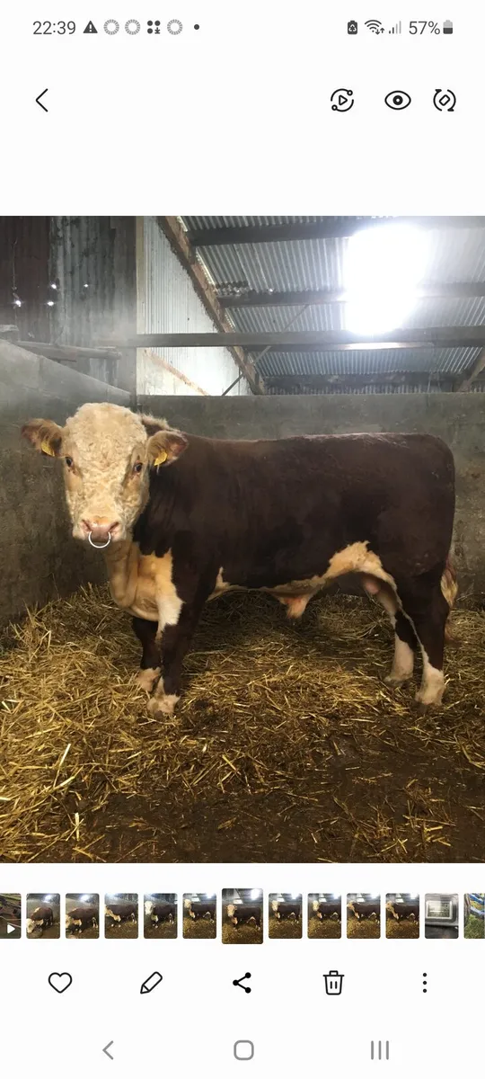 Hereford & Charolais Bulls - Image 2