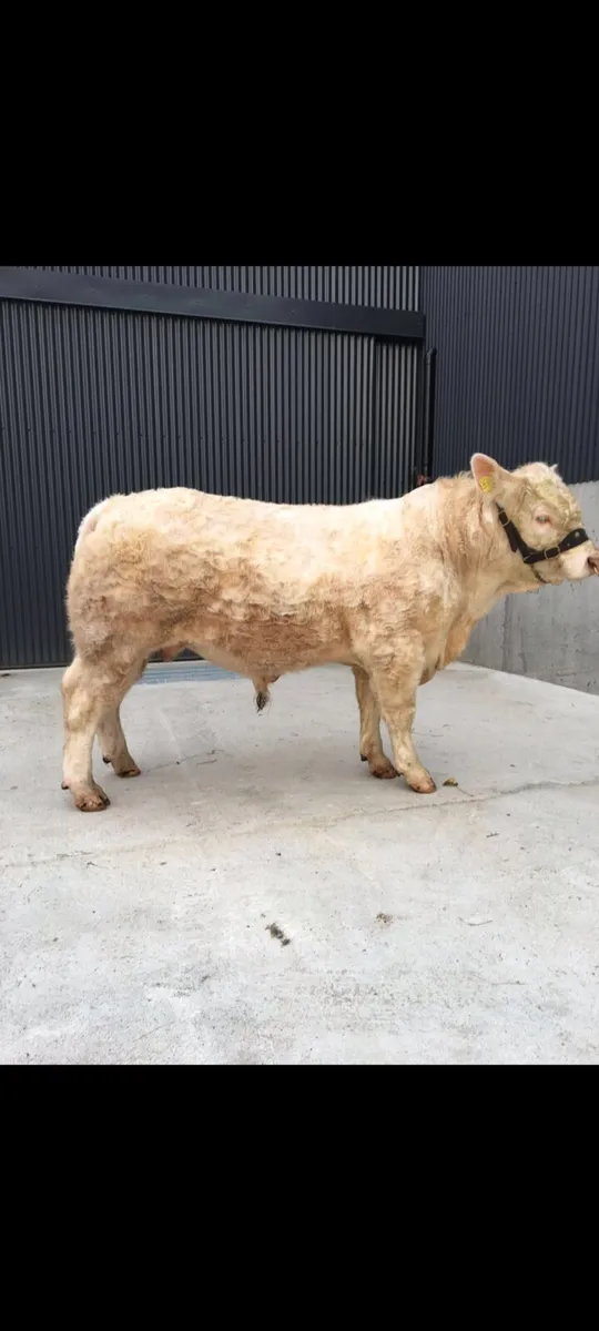 Hereford & Charolais Bulls - Image 4