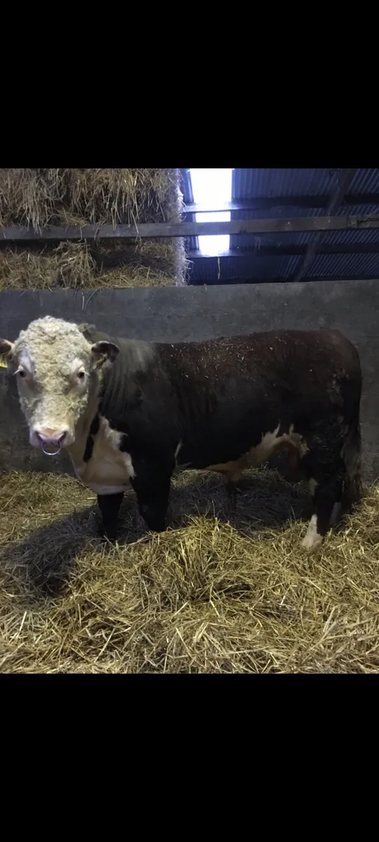 Hereford Bulls - Image 3