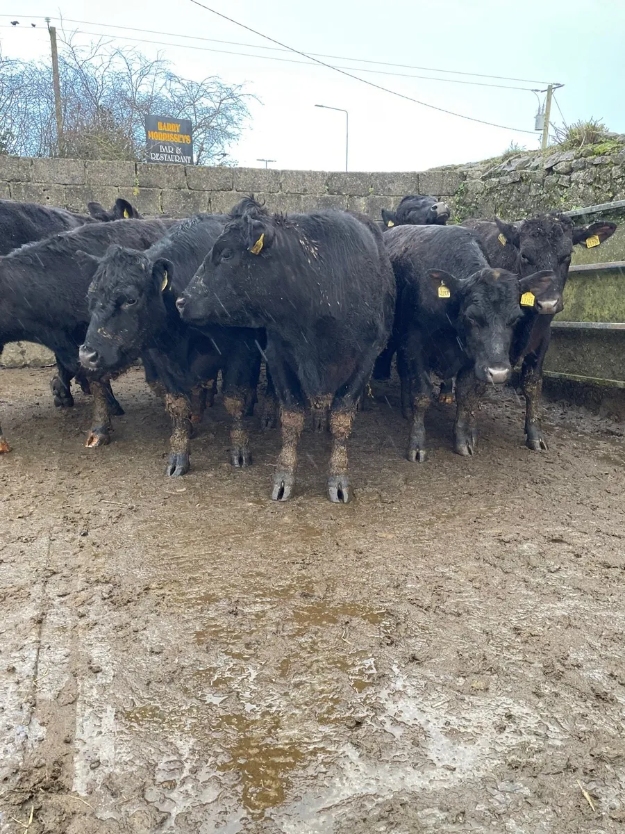 Angus bullocks for sale - Image 3