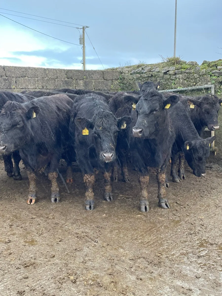Angus bullocks for sale - Image 2